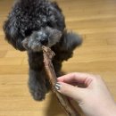 멍멍펀치 | [ZEAL] 질 송아지 갈비뼈 강아지간식 후기