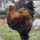 성조농장 이미지