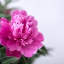 제일스마트영농 이미지