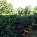 상예동-4 이미지