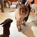 테이블에이 | 서울근교데이트 실내동물원 테이블에이 후기