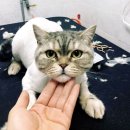 고양이무마취미용 고무미 이미지