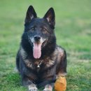 프라임 도그 이미지