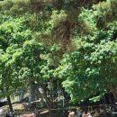 베스트마트평거점 | 5월 9~10 함안 깜핑장 내돈 내산 후기! 명당 사이트 추천 ( 창원근교 캠핑장, 경남 캠핑장 )