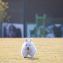 꼬동이네 이미지