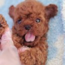 곱슬곱슬 이미지