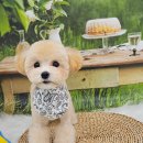 퍼피인더바스 | [화원강아지미용실✨️몽베이] 대구애견미용 | 달성군애견미용 🐶 6개월 말티푸 미용🤎몽베이 첫 방문 이야기