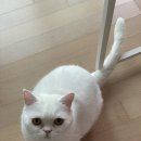 발라당냥 이미지