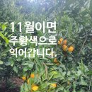 옥금농장 네이버블로그