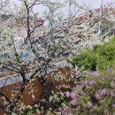 꽃비원스테이 이미지