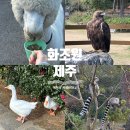 부엉이 승합차 자동문 | 내돈내산 제주도 애월 아이와 가볼만한곳 화조원 후기