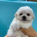 위드퍼피숑 이미지