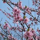 업텐브로피자 개금점 | 3월 서니 생일 선물 후기(디올/탬버린즈/아닐로/아누아/멀티비타민/최애 테이블)