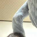 시월의 서늘한 공기속에도 장미향을 난 느낄 수가 있죠