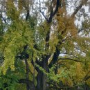 적천 | 800년 된 은행나무 명소 청도 적천사