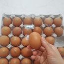 배달의계란 이미지