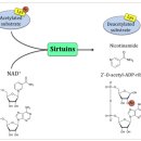 Re: The sirtuin class of histone deacetylases: Regulation and roles in lipi 이미지