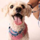 하트동물메디컬센터 이미지