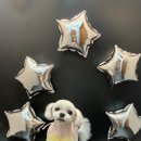 오늘의강아지 이미지