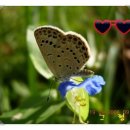 나비사랑 이미지