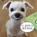 서리풀동물병원 | 2024.09
