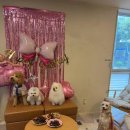 8코기네 이미지