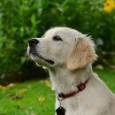 플레이 바우 이미지