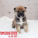 황애견 Daum카페