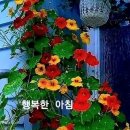 행복한 아침 이미지