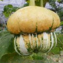 국제꽃식물원 이미지