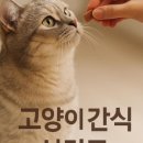 고양이분양 온리캣 이미지
