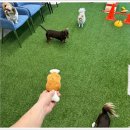 하이바이분양소 강아지고양이 대전점 이미지