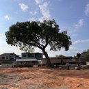 일로로이 이미지