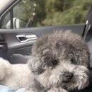 코티지 오브 퍼피(cottage of puppy) | 청주 강아지 미용 추천｜코티지오브퍼피에서 만동이 1:1 맞춤미용🐶