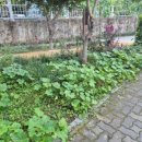 김길수농장 이미지