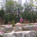 도안지구 이미지