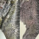 어썸펫동물병원 이미지