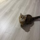 태비 | 서울 아기고양이 분양, 블루골드태비 먼치킨의 사랑스러운 성장 후기