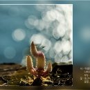 아름다움을 위한 병고病苦 / 김백겸 이미지