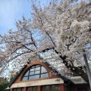 청라은혜교회 앞 횡단보도 | 대구 청라언덕 벚꽃 명소 추천 도심에서 걷기 좋은 봄 산책 코스