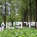 중앙로 메타세콰이아길 이미지