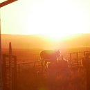 모래비 | 8월 몽골 고비사막 여행 후기 4 : 비를 머금은 모래 위에서 걸어요