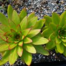 바위농장 이미지