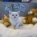 도그마루 강아지 고양이 분양 여주·원주점 | 도그마루 강아지 고양이 분양 여주원주점에서의 만족스러운 입양 경험