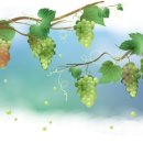 남대구골프클럽 이미지