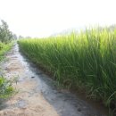 논두렁밭두렁 이미지