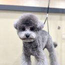 킴스펫살롱 이미지