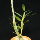 다두농장 이미지