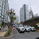 동아목련 이미지