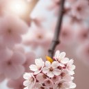 벚꽃 이미지